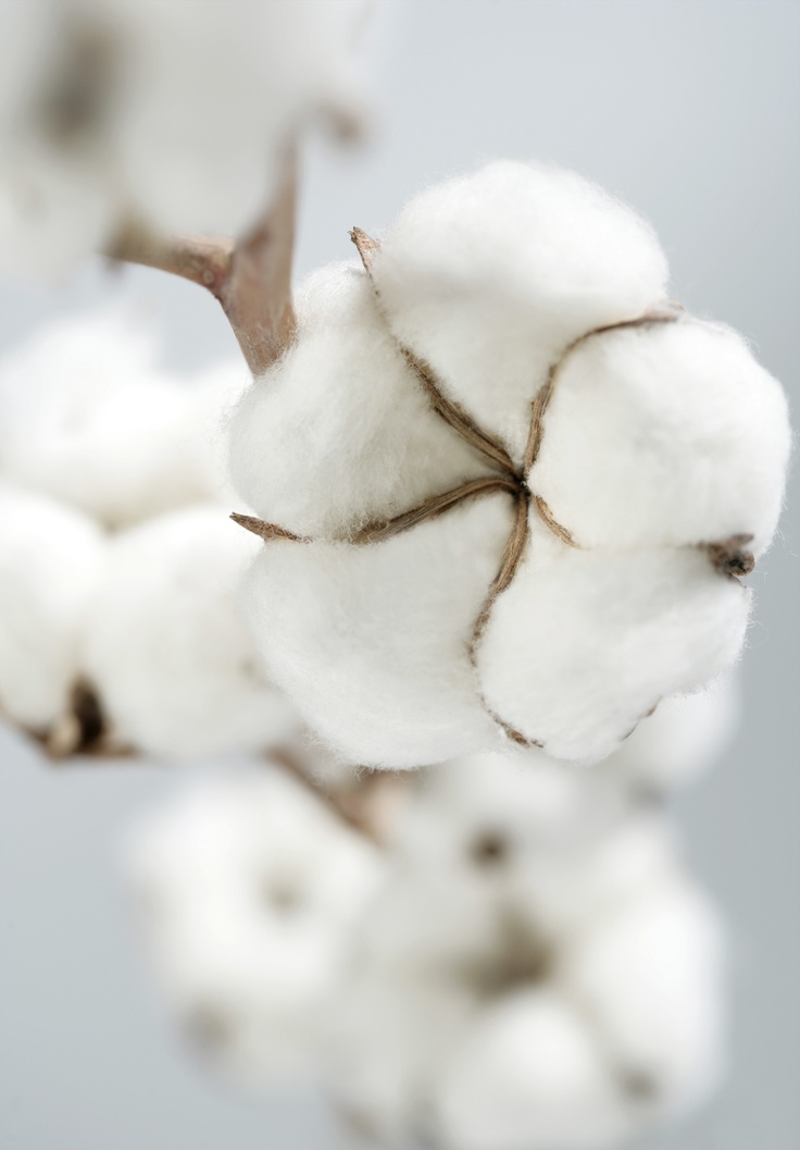 cotton