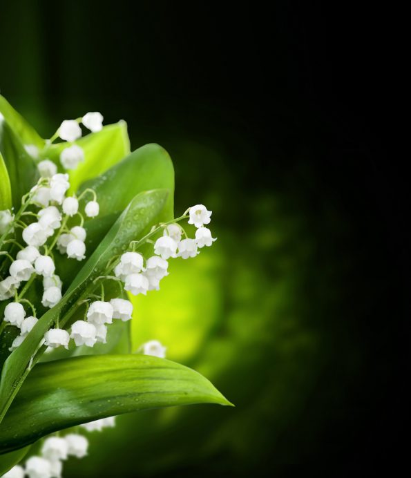 muguet hoa chuong