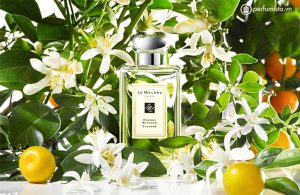 nuoc-hoa-unisex-orange-blossom-cua-hang-jo-malone-55e7fea1d6901