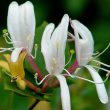 Honeysuckle